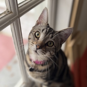 Fundraising Page: Amber Hill